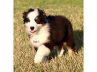 Australian Shepherd Puppy for sale in Poth, TX, USA