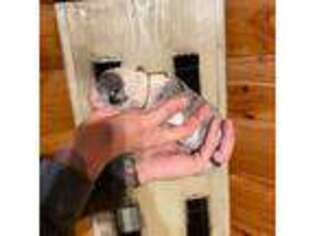Great Dane Puppy for sale in Mount Vernon, IL, USA