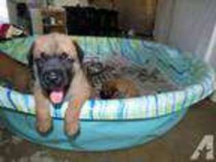 Mastiff Puppy for sale in CORPUS CHRISTI, TX, USA
