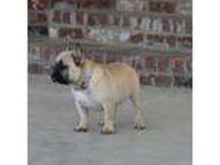 French Bulldog Puppy for sale in Marksville, LA, USA
