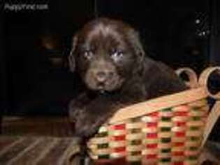 Newfoundland Puppy for sale in Vandalia, OH, USA