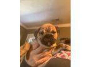 Bulldog Puppy for sale in Mount Sterling, KY, USA