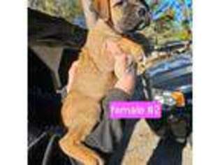 Cane Corso Puppy for sale in Nichols, SC, USA