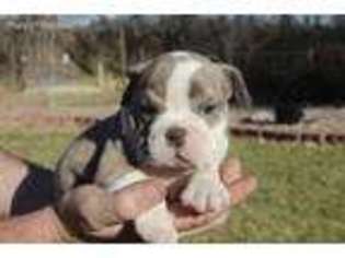 Bulldog Puppy for sale in Ravenna, NE, USA