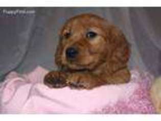Golden Retriever Puppy for sale in Madison, OH, USA