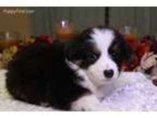Australian Shepherd Puppy for sale in Bonham, TX, USA