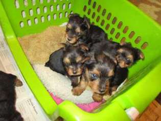 Yorkshire Terrier Puppy for sale in Webster, FL, USA