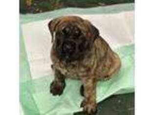 Mastiff Puppy for sale in Brentwood, CA, USA