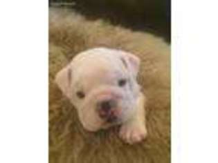 Bulldog Puppy for sale in Amory, MS, USA