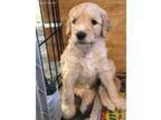 Labradoodle Puppy for sale in New Carlisle, OH, USA