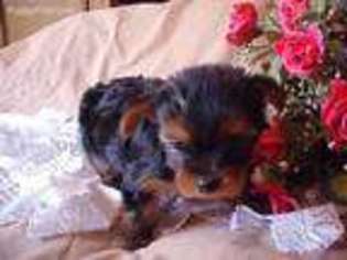 Yorkshire Terrier Puppy for sale in Valley, WA, USA