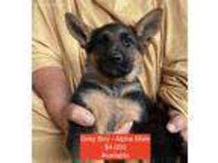 German Shepherd Dog Puppy for sale in Coupeville, WA, USA