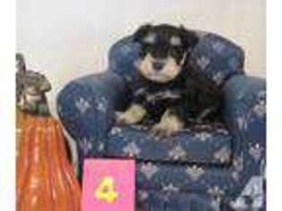 Mutt Puppy for sale in GREENFIELD, MA, USA