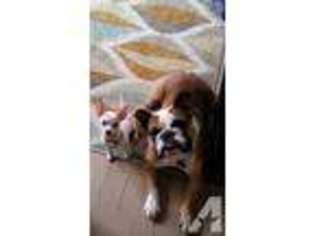 Bulldog Puppy for sale in WISCONSIN RAPIDS, WI, USA