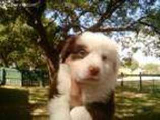 Miniature Australian Shepherd Puppy for sale in Kerrville, TX, USA