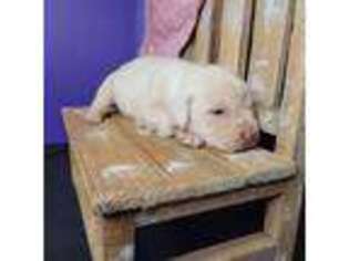 Labrador Retriever Puppy for sale in Riverhead, NY, USA