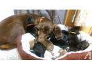 Bloodhound Puppy for sale in BRISTOLVILLE, OH, USA