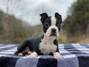 Boston Terrier Puppy for sale in Lexington, KY, USA