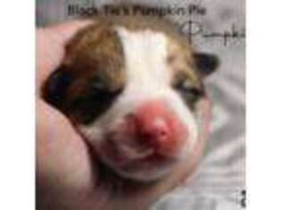 Pembroke Welsh Corgi Puppy for sale in Spring, TX, USA