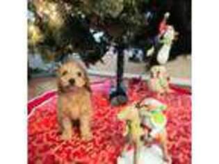 Cavapoo Puppy for sale in Gilbertsville, PA, USA