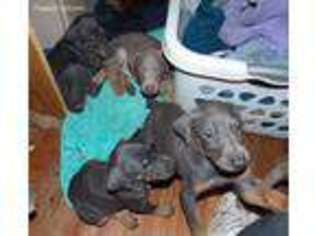 Doberman Pinscher Puppy for sale in Tulsa, OK, USA