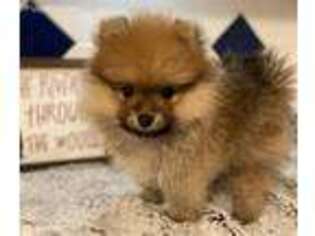 Pomeranian Puppy for sale in Austin, TX, USA