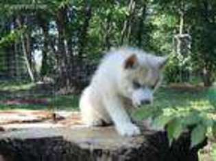 Siberian Husky Puppy for sale in Staples, MN, USA