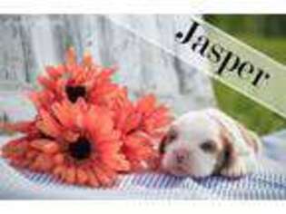 Cavalier King Charles Spaniel Puppy for sale in Woodbury, TN, USA