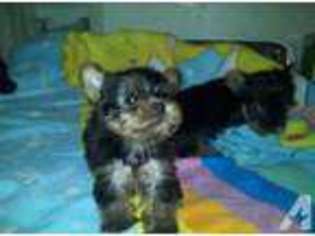Yorkshire Terrier Puppy for sale in LAS CRUCES, NM, USA