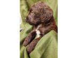Labradoodle Puppy for sale in Chillicothe, MO, USA