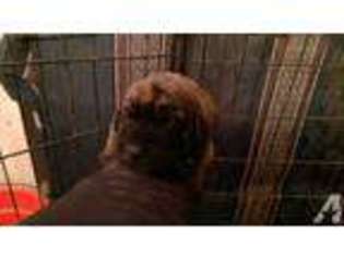 Mastiff Puppy for sale in ENUMCLAW, WA, USA