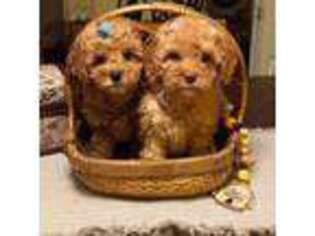 Cavapoo Puppy for sale in Black River, NY, USA