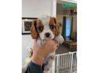 Cavalier King Charles Spaniel Puppy for sale in Watertown, NY, USA