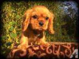 Cavalier King Charles Spaniel Puppy for sale in OREGON CITY, OR, USA