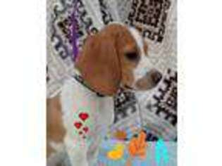 Beagle Puppy for sale in Spring Hill, KS, USA