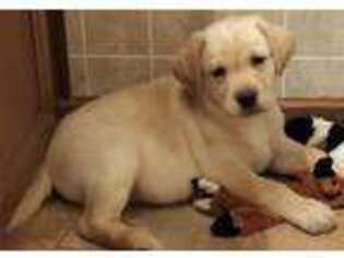 Labrador Retriever Puppy for sale in Stevens Point, WI, USA