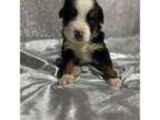 Bernese Mountain Dog Puppy for sale in Albany, NY, USA