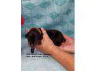 Doberman Pinscher Puppy for sale in Eden, NC, USA