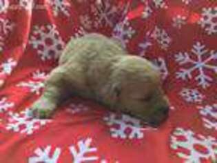 Golden Retriever Puppy for sale in Liberty, SC, USA