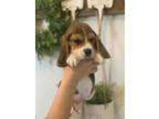 Beagle Puppy for sale in Plain City, OH, USA
