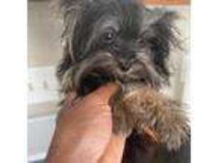Yorkshire Terrier Puppy for sale in Alexandria, VA, USA