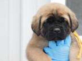 Mastiff Puppy for sale in Riverdale, MI, USA