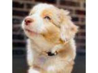 Miniature Australian Shepherd Puppy for sale in Shallowater, TX, USA