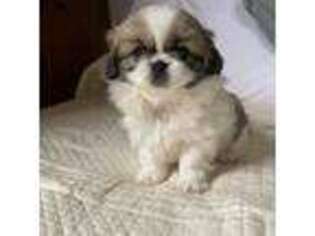 Pekingese Puppy for sale in Haverhill, MA, USA