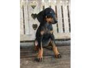 Doberman Pinscher Puppy for sale in Fayetteville, TN, USA