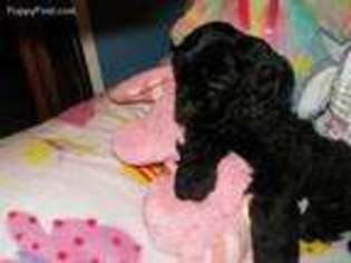 Cocker Spaniel Puppy for sale in Saint Marys, OH, USA