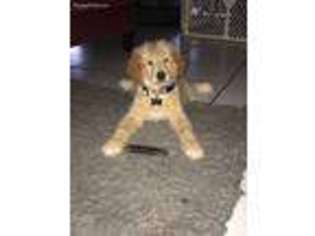 Goldendoodle Puppy for sale in Vero Beach, FL, USA