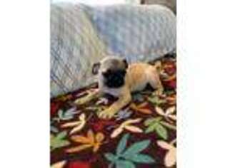 Pug Puppy for sale in Harrison, AR, USA