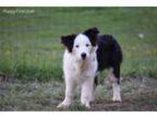 Border Collie Puppy for sale in Fayetteville, AR, USA