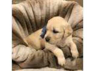 Golden Retriever Puppy for sale in Waynesboro, GA, USA